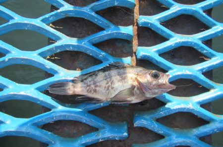 オリジナルメーカー海づり公園(市原市海づり施設) 釣果