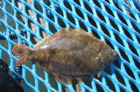 オリジナルメーカー海づり公園(市原市海づり…