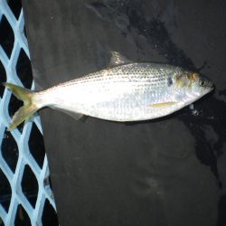 オリジナルメーカー海づり公園(市原市海づり施設) 釣果