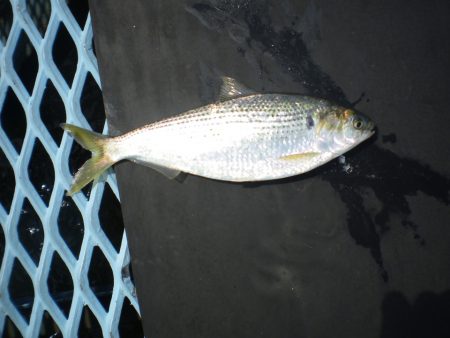 オリジナルメーカー海づり公園(市原市海づり施設) 釣果