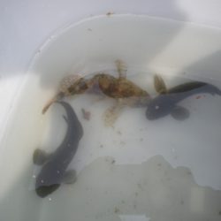 オリジナルメーカー海づり公園(市原市海づり施設) 釣果