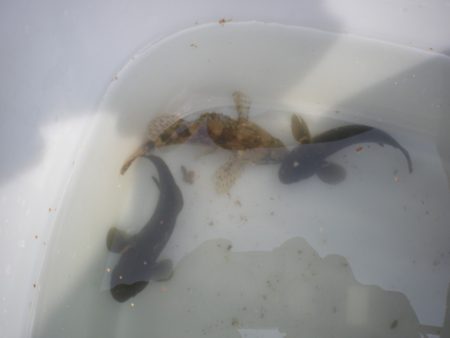 オリジナルメーカー海づり公園(市原市海づり施設) 釣果