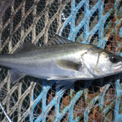 オリジナルメーカー海づり公園(市原市海づり施設) 釣果