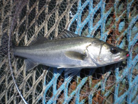 オリジナルメーカー海づり公園(市原市海づり…