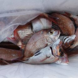 遊漁船 幸友丸 釣果