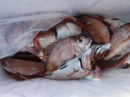 遊漁船 幸友丸 釣果