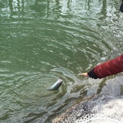 白州トラウトフィッシングエリア　シルフ 釣果