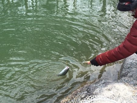 白州トラウトフィッシングエリア　シルフ 釣…