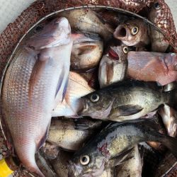 第二辰丸 釣果