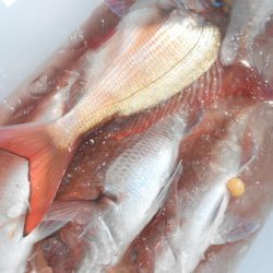 こうゆう丸 釣果