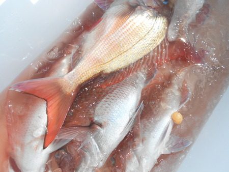 こうゆう丸 釣果