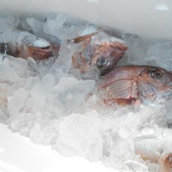 こうゆう丸 釣果