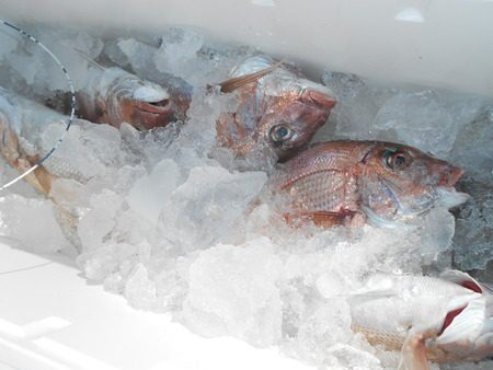 こうゆう丸 釣果