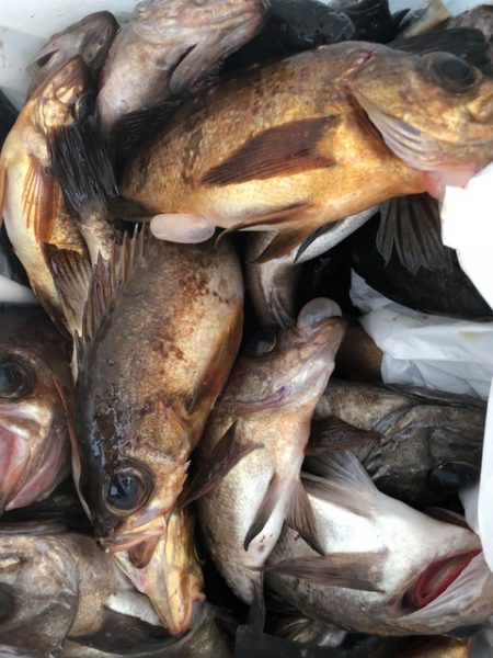 第二辰丸 釣果