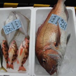 大進丸(新潟) 釣果