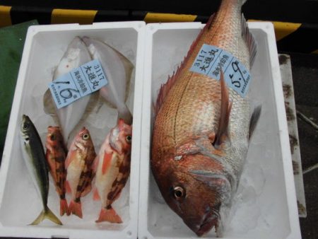 大進丸(新潟) 釣果