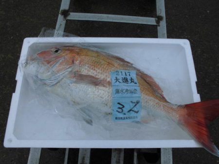 大進丸（新潟） 釣果