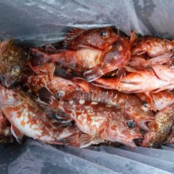 遊漁船 幸友丸 釣果