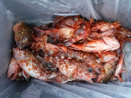 遊漁船 幸友丸 釣果