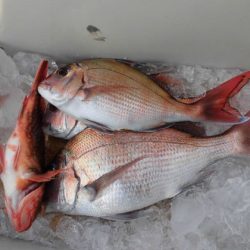 大進丸(新潟) 釣果