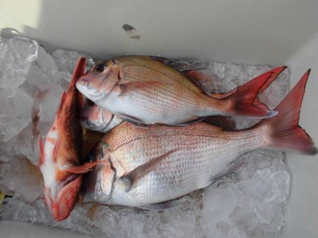 大進丸(新潟) 釣果