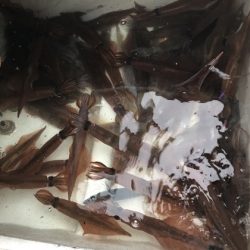 ふじしめ丸 釣果