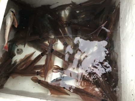 ふじしめ丸 釣果