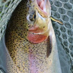 小菅トラウトガーデン 釣果