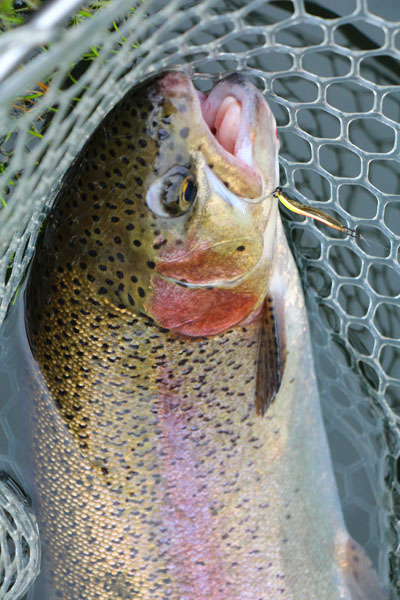 小菅トラウトガーデン 釣果