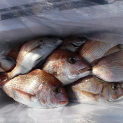 遊漁船 幸友丸 釣果