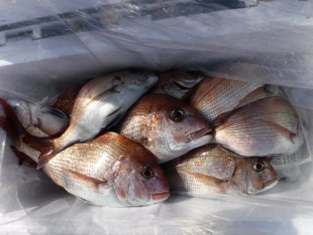 遊漁船 幸友丸 釣果