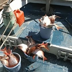 フィッシングガイド りょう 釣果