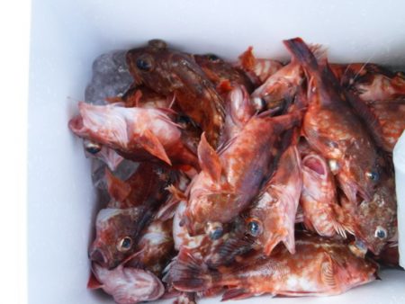 遊漁船 幸友丸 釣果