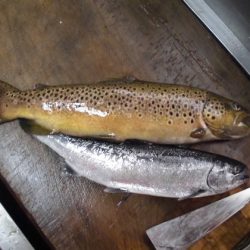 高萩ふれあいの里フィッシングエリア 釣果