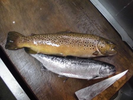 高萩ふれあいの里フィッシングエリア 釣果