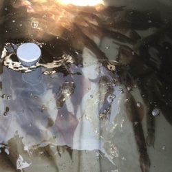 ふじしめ丸 釣果