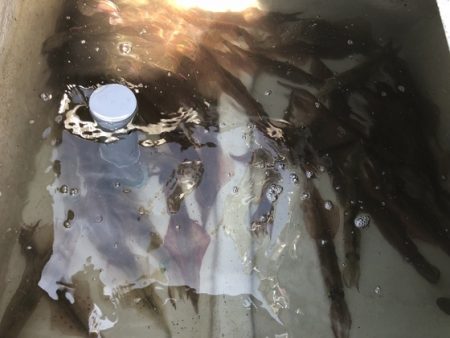 ふじしめ丸 釣果