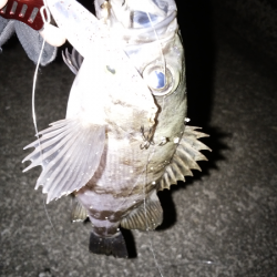 ソリッドタイプのシンペン強し