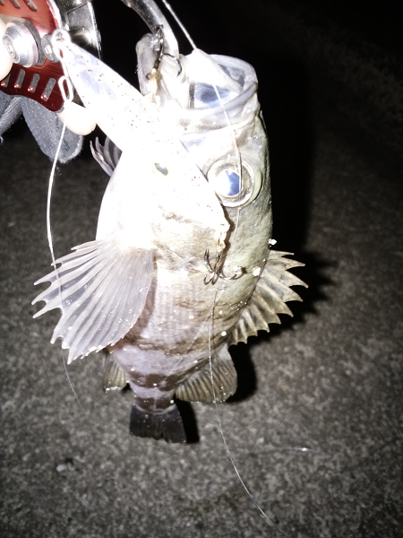 ソリッドタイプのシンペン強し