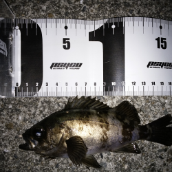 ソリッドタイプのシンペン強し