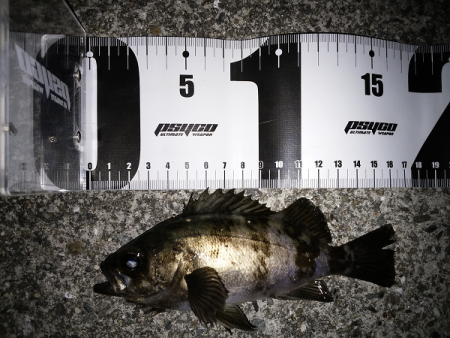 ソリッドタイプのシンペン強し