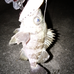 ソリッドタイプのシンペン強し