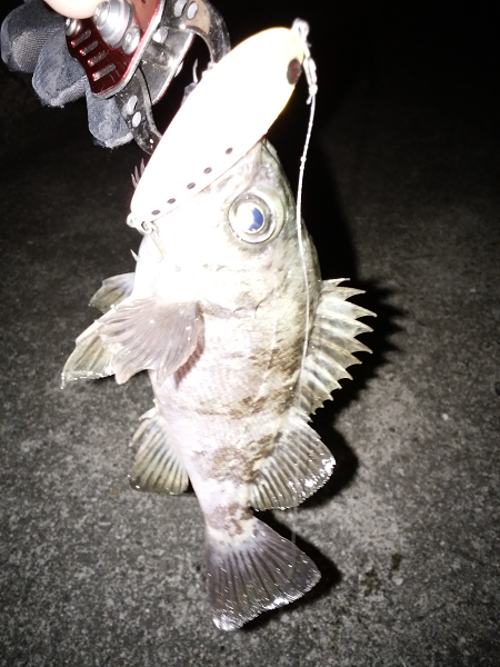 ソリッドタイプのシンペン強し