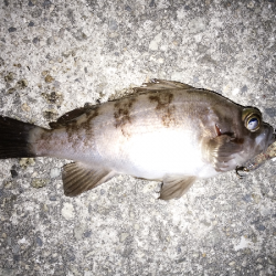 ソリッドタイプのシンペン強し