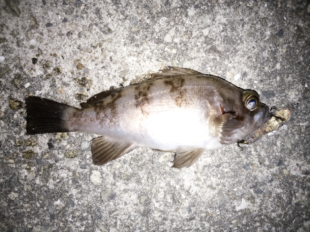 ソリッドタイプのシンペン強し