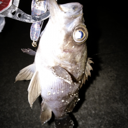 ソリッドタイプのシンペン強し