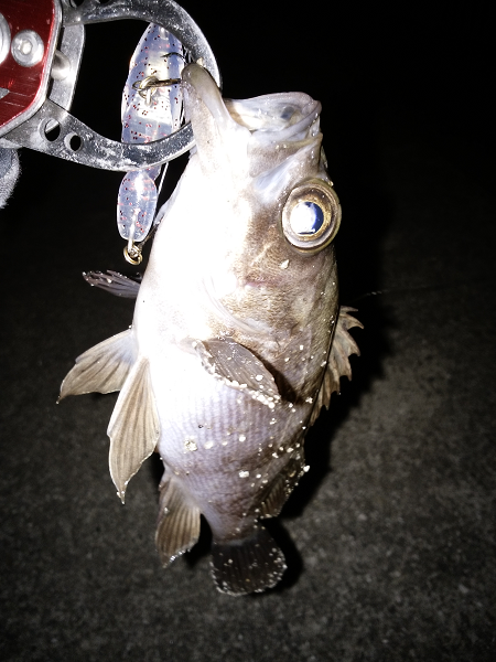 ソリッドタイプのシンペン強し