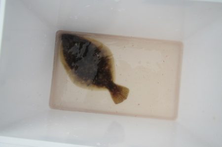 オリジナルメーカー海づり公園(市原市海づり施設) 釣果