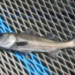 オリジナルメーカー海づり公園(市原市海づり施設) 釣果