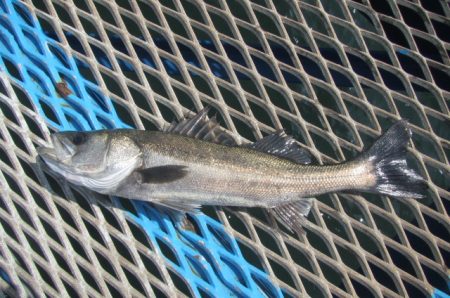 オリジナルメーカー海づり公園(市原市海づり施設) 釣果